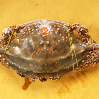 ���Ĵ��з��23/��350g-400g/��