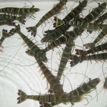 ��Ϻ����40-60ֻ��88/500g��0.22/g