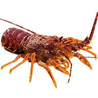 ���޴���Ϻ���ʣ�588/500g��1.18/gʱ��