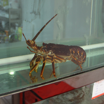 �Ϸ�С�������ʣ�388/500g��0.776/gʱ��