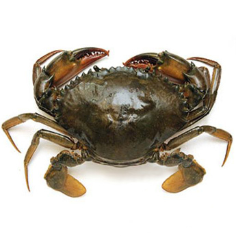 ���з����200g-500g/ֻ��108/500g��0.22/g