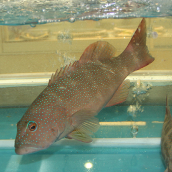 ���޶��ǰ߻���400g-2000g/����378/500g��0.76/g