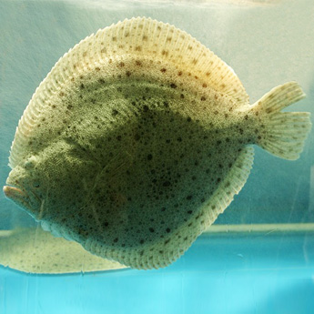 �౦�����400g-750g/����48/500g��0.10/g