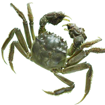 ���κ���բз(����175g-185g/ֻ��58/ֻʱ��