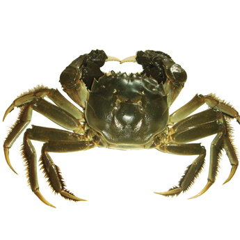 ���κ���բз��ĸ��125g-135g/ֻ��36/ֻʱ��