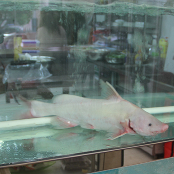 �t�����750g-1500g/����23/500g0.05/g