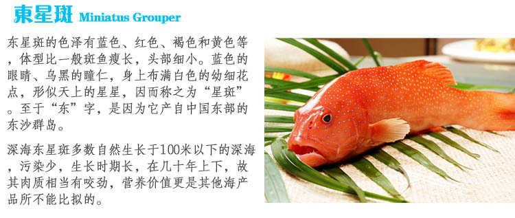 澳洲东星斑活鲜400g-2000g/条¥378/500g¥0.76/g