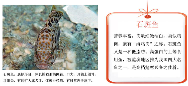 青石斑鱼活鲜¥92/500g¥0.18/g时价