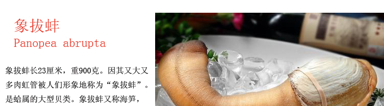 加拿大象拔蚌活鲜500g-1500g/只¥378/500g¥0.76/g