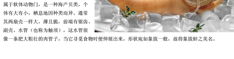 加拿大象拔蚌活鲜500g-1500g/只¥378/500g¥0.76/g