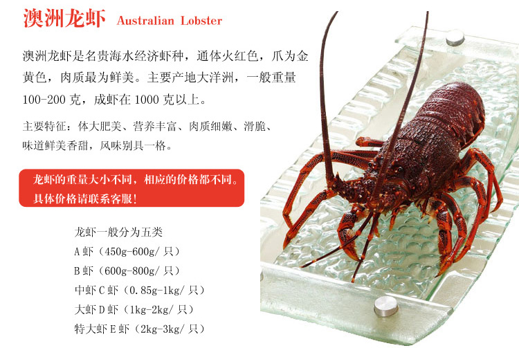 澳洲大龙虾活鲜¥588/500g¥1.18/g时价