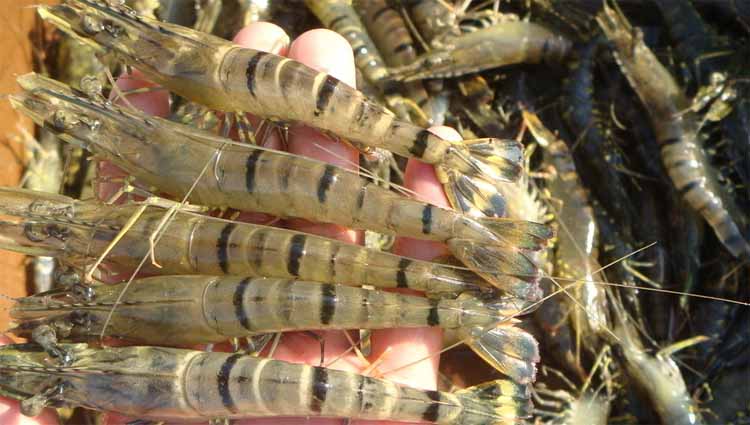 ��Ϻ����40-60ֻ��88/500g��0.22/g