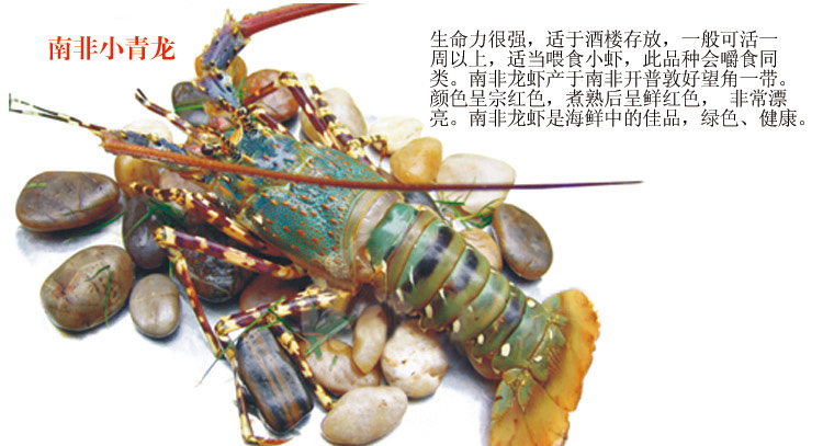 南非小青龙活鲜¥388/500g¥0.776/g时价