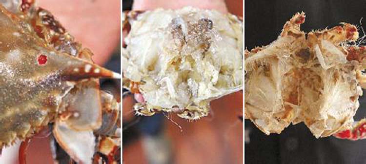 ���з����200g-500g/ֻ��108/500g��0.22/g