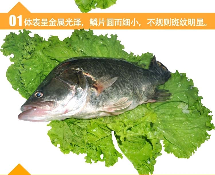 桂鱼活鲜400g-750g/条¥48/500g¥0.10/g