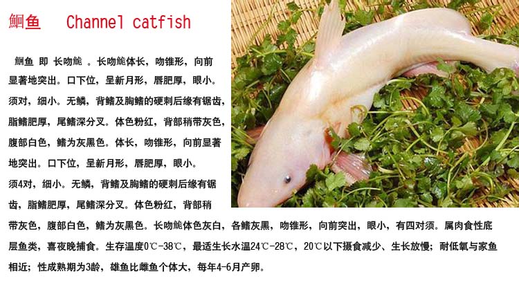 鮰鱼活鲜750g-1500g/条¥23/500g0.05/g