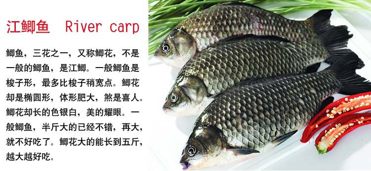 江鲫鱼活鲜150g-400g/条¥10/500g¥0.02/g时价