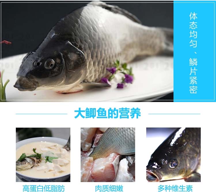 江鲫鱼活鲜150g-400g/条¥10/500g¥0.02/g时价