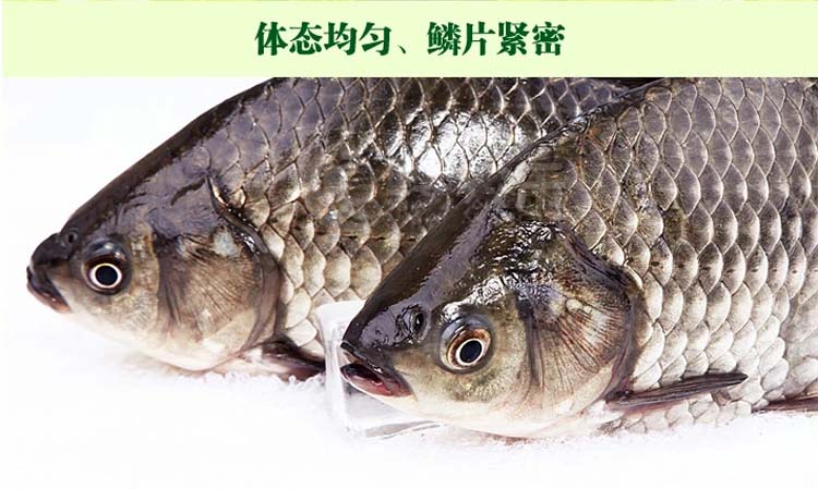 江鲫鱼活鲜150g-400g/条¥10/500g¥0.02/g时价