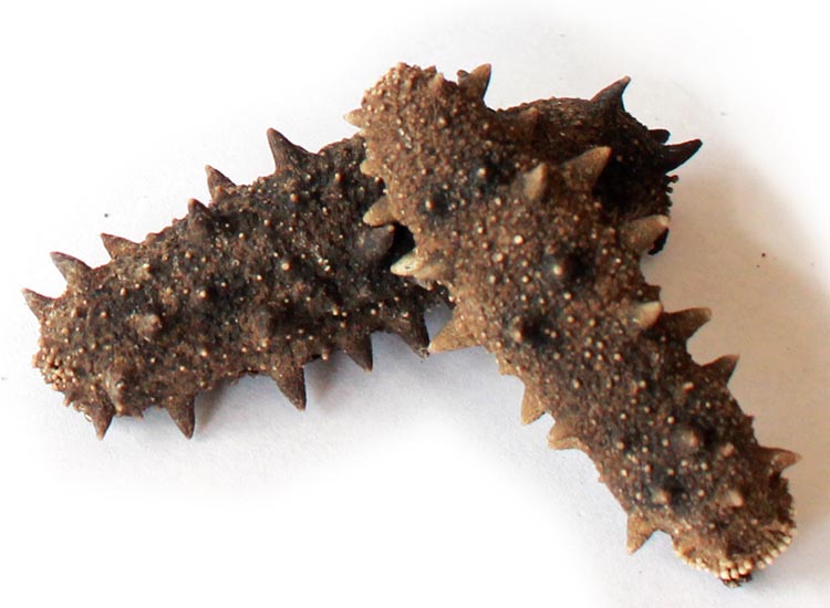 御棠红食品御棠红食品——海参、一年四季的进补佳品